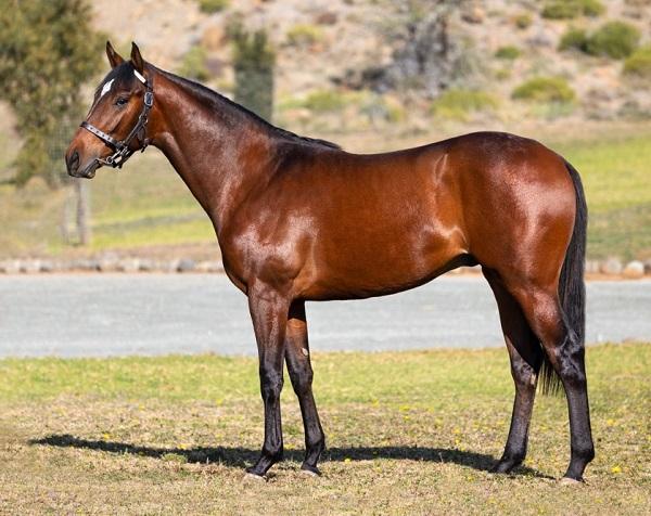 Drakenstein Offering Relative To Cousin Casey At August 2yo Sale