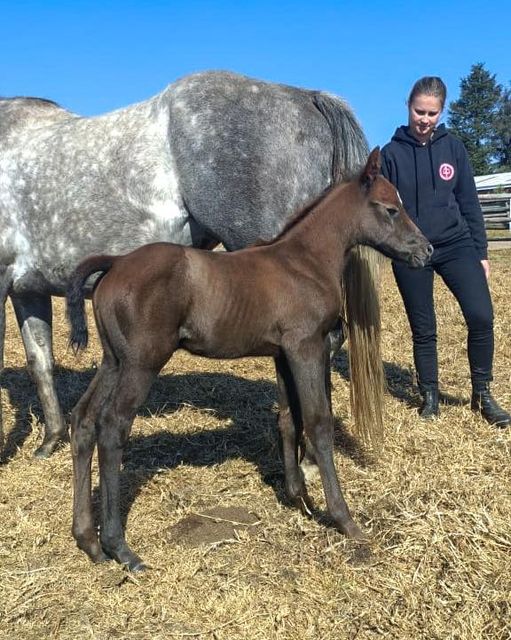 Chimichuri Run’s First Foal Out Of Former Stablemate