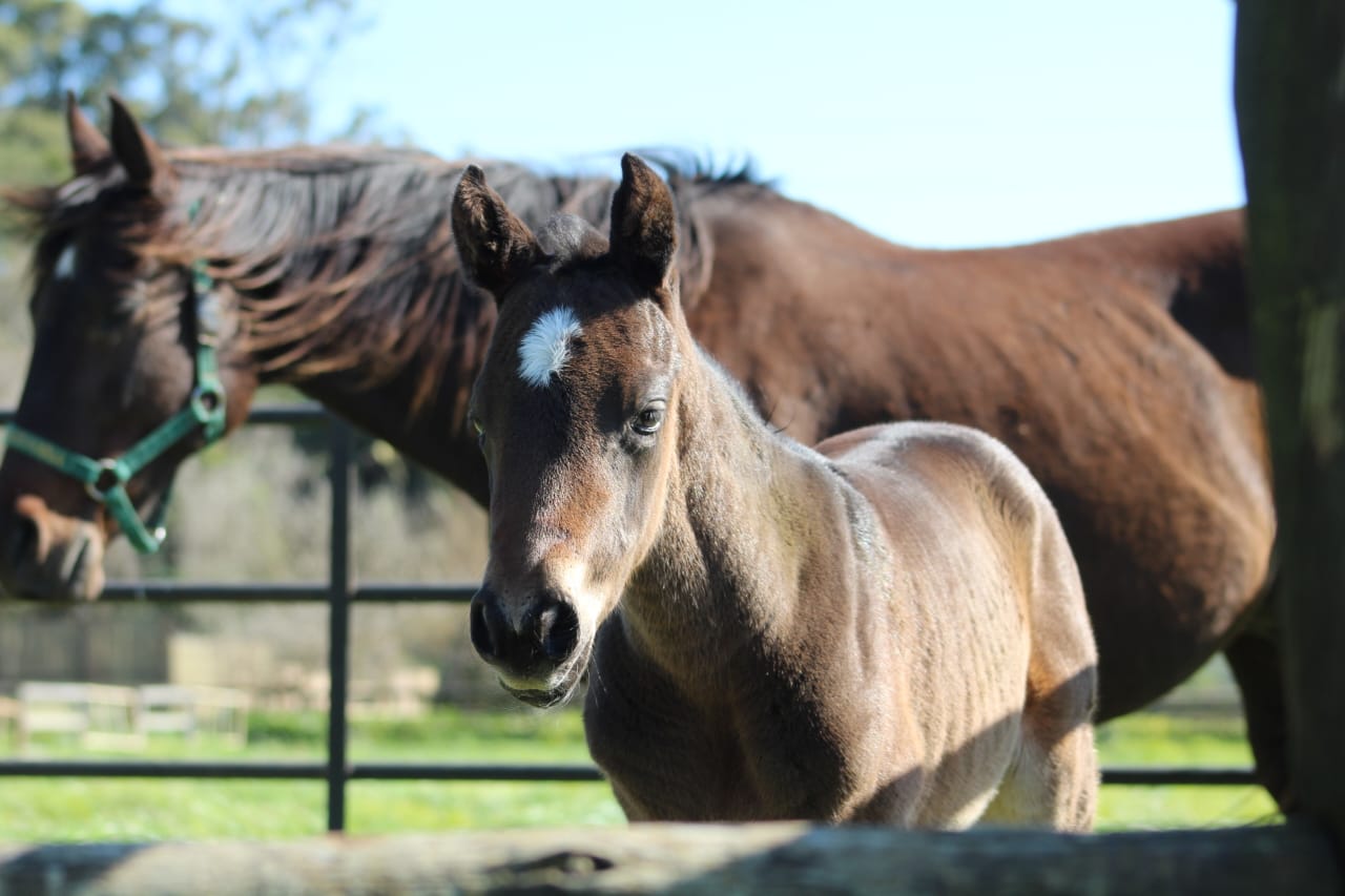 Klawervlei’s First Two Foals Have Arrived
