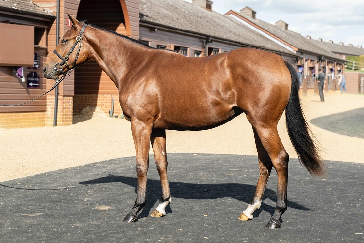 Tattersalls Book 2 Sales Topper From Family Of Former Bass-Trained Horse
