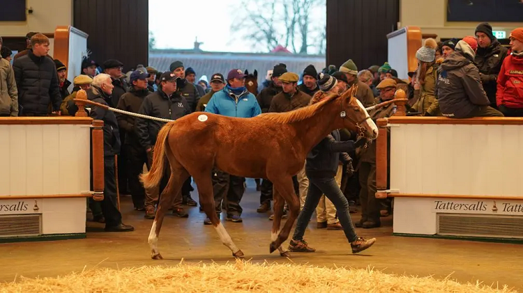 Havana Grey Is All The Rage At Tattersalls Foal Sale