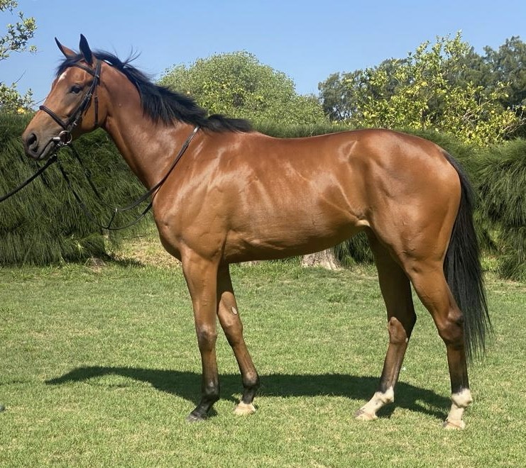 Lot 50 Lily Of The Nile Interesting In Today’s Online Sale (12H00 Start)