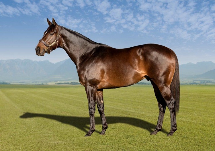 New Blood, New Hope: South Africa’s Stallion Renaissance