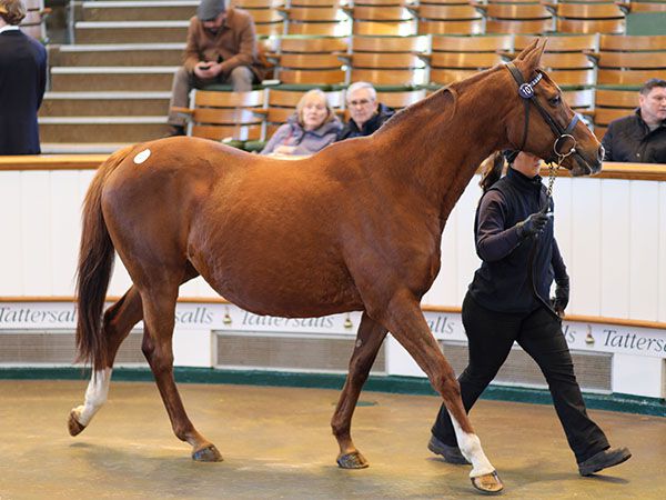 Taqaareed Tops Tattersalls February Sale at 200,000 Guineas