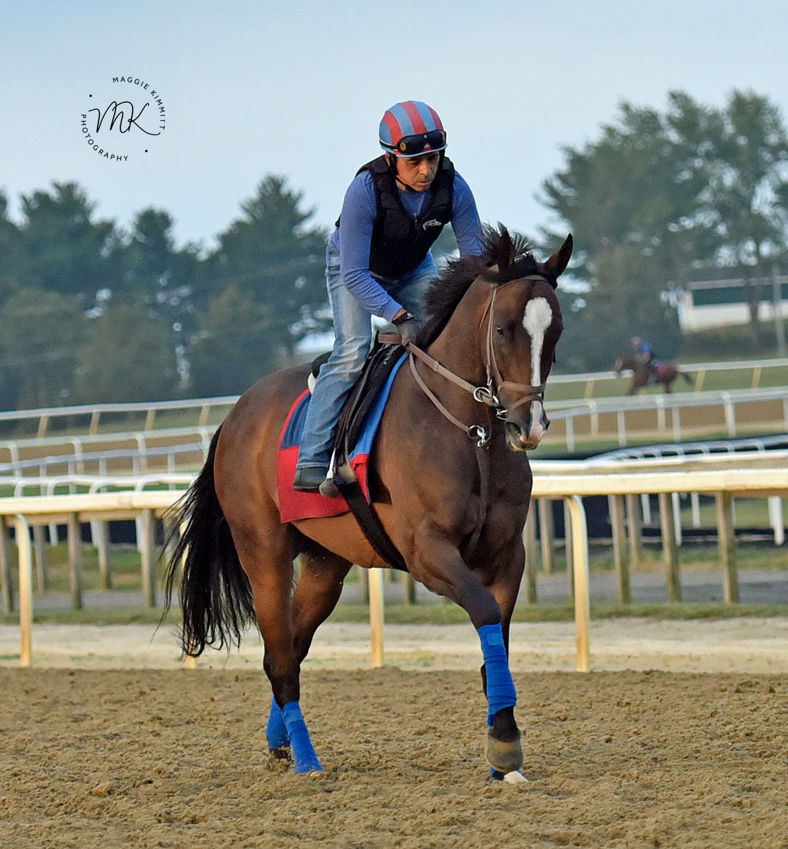 Isivunguvungu stretching his legs at the Fair Hill Training Centre (Maggie Kimmitt).